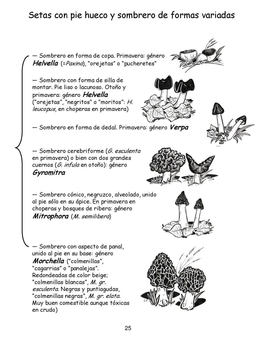 Setas con pie hueco y sombrero de formas variadas