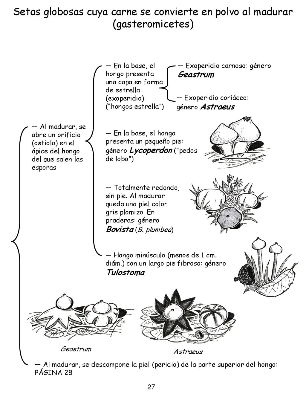 Setas globosas cuya carne se convierte en polvo al madurar (gasteromicetes)