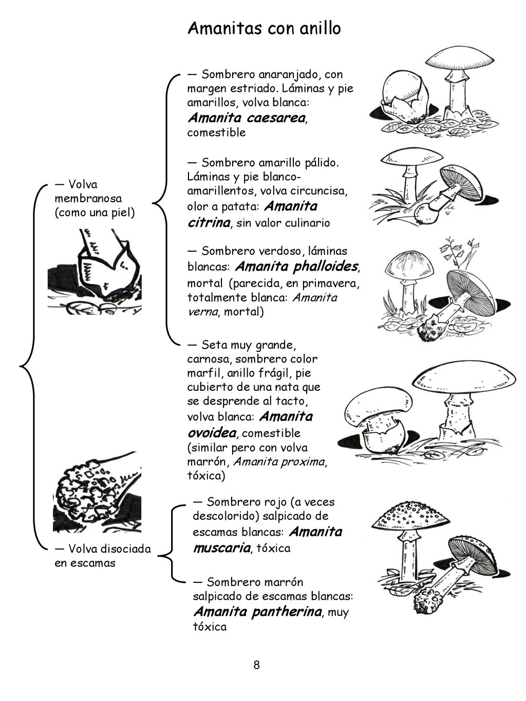 Amanitas con anillo Volva disociada en escamas. Volva membranosa (como una piel)
