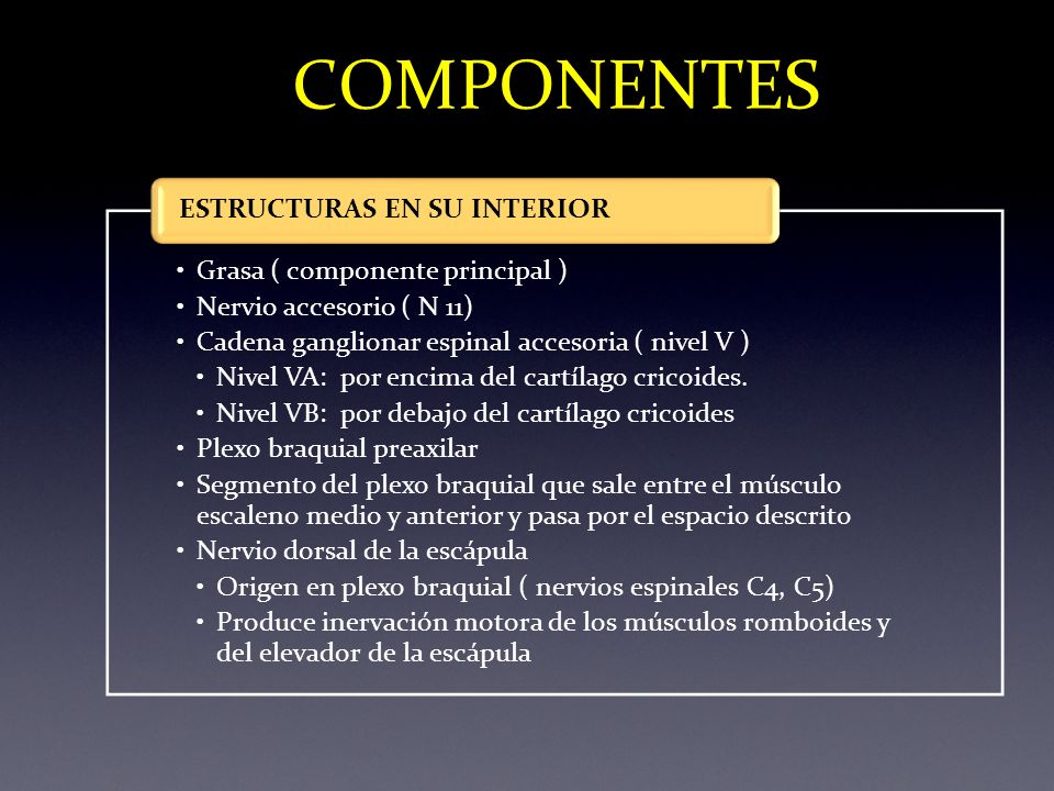 COMPONENTES ESTRUCTURAS EN SU INTERIOR Grasa ( componente principal )