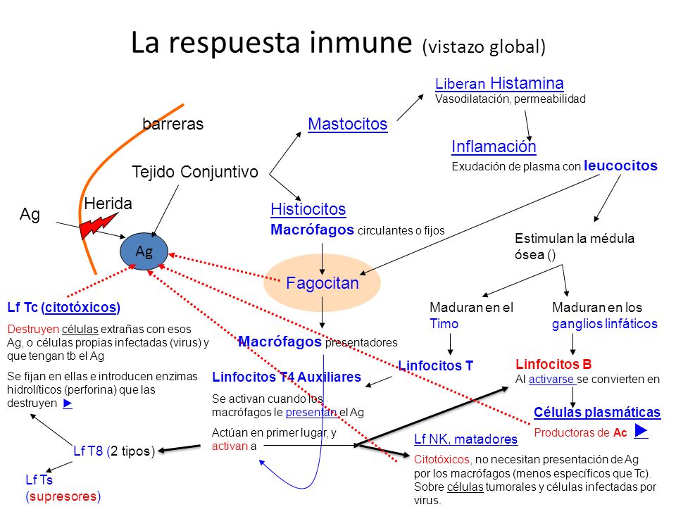 La respuesta inmune (vistazo global)