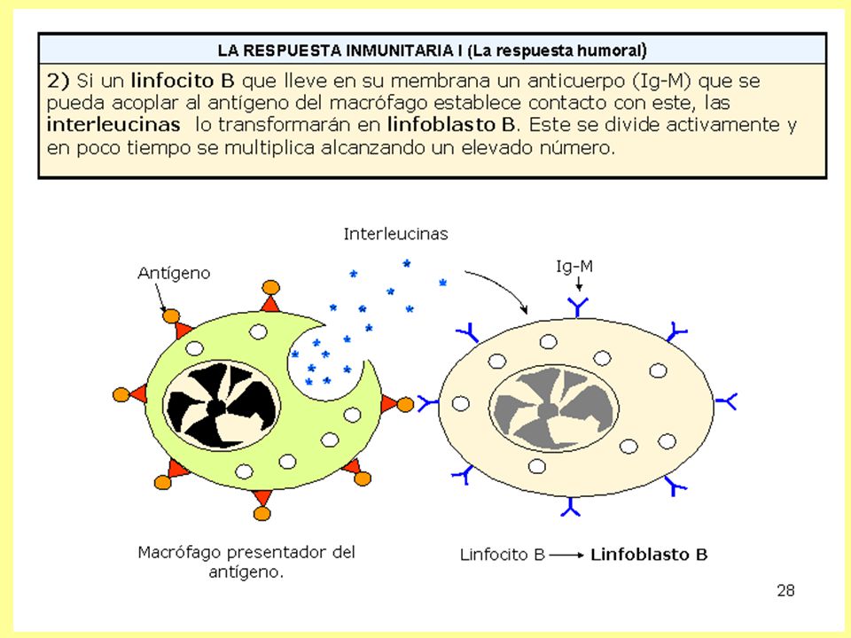 Si un linfocito B que lleve en su membrana un anticuerpo (Ig-M) que se pueda acoplar al antígeno del macrófago establece contacto con este, las interleucinas, lo transformarán en linfoblasto B que se divide activamente y en poco tiempo alcanza un elevado número.
