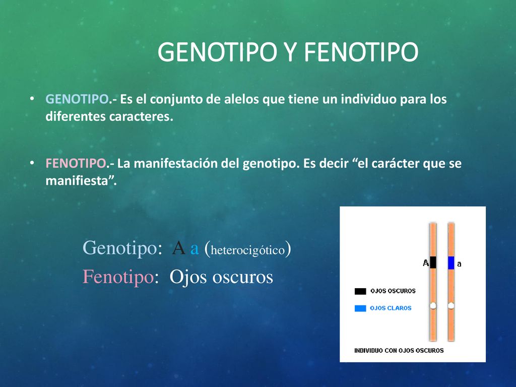 GENOTIPO Y FENOTIPO Genotipo: A a (heterocigótico)