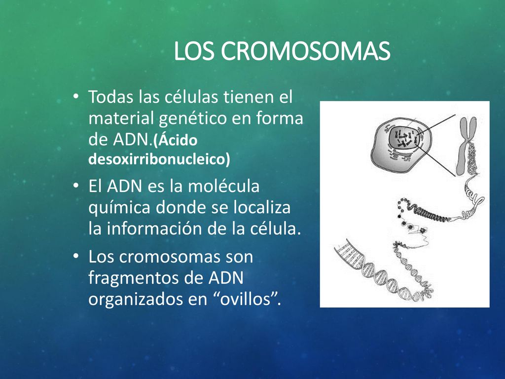 LOS CROMOSOMAS Todas las células tienen el material genético en forma de ADN.(Ácido desoxirribonucleico)