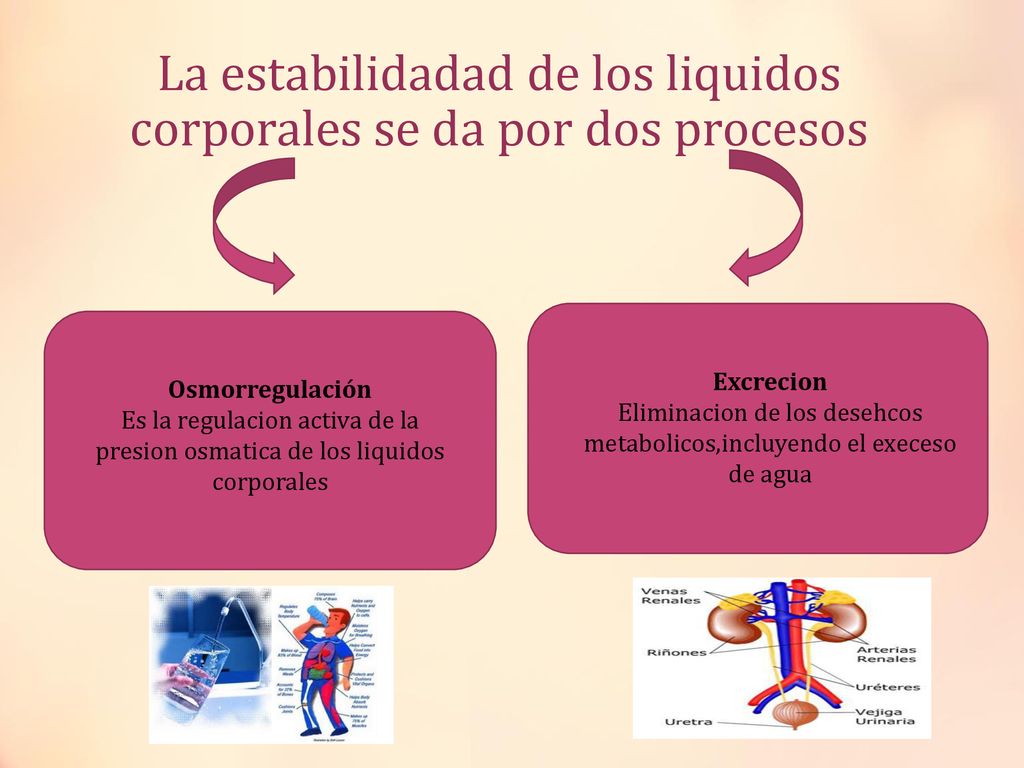 La estabilidadad de los liquidos corporales se da por dos procesos