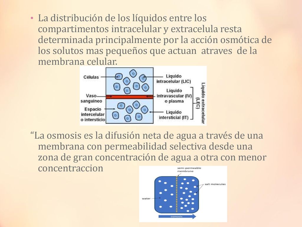 La distribución de los líquidos entre los compartimentos intracelular y extracelula resta determinada principalmente por la acción osmótica de los solutos mas pequeños que actuan atraves de la membrana celular.