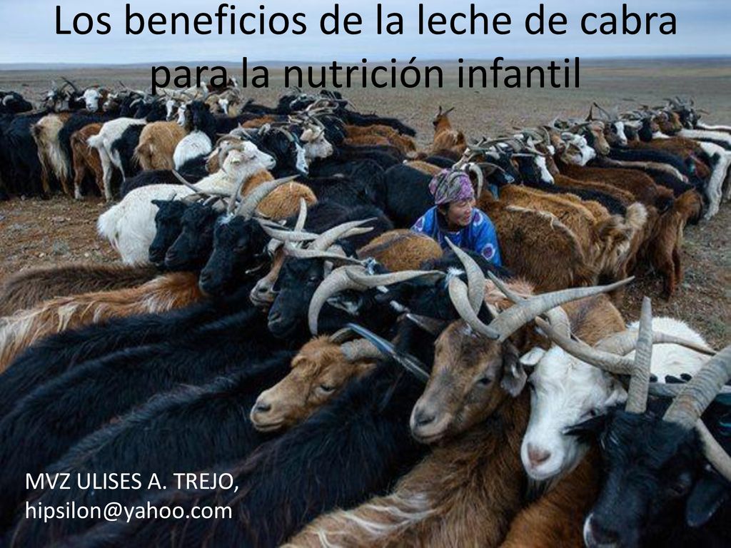 Los beneficios de la leche de cabra para la nutrición infantil