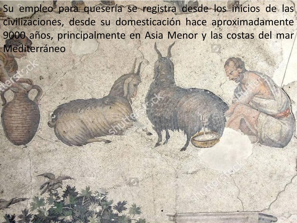 Su empleo para quesería se registra desde los inicios de las civilizaciones, desde su domesticación hace aproximadamente 9000 años, principalmente en Asia Menor y las costas del mar Mediterráneo