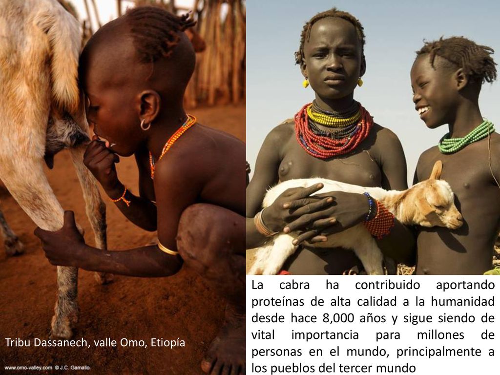 La cabra ha contribuido aportando proteínas de alta calidad a la humanidad desde hace 8,000 años y sigue siendo de vital importancia para millones de personas en el mundo, principalmente a los pueblos del tercer mundo