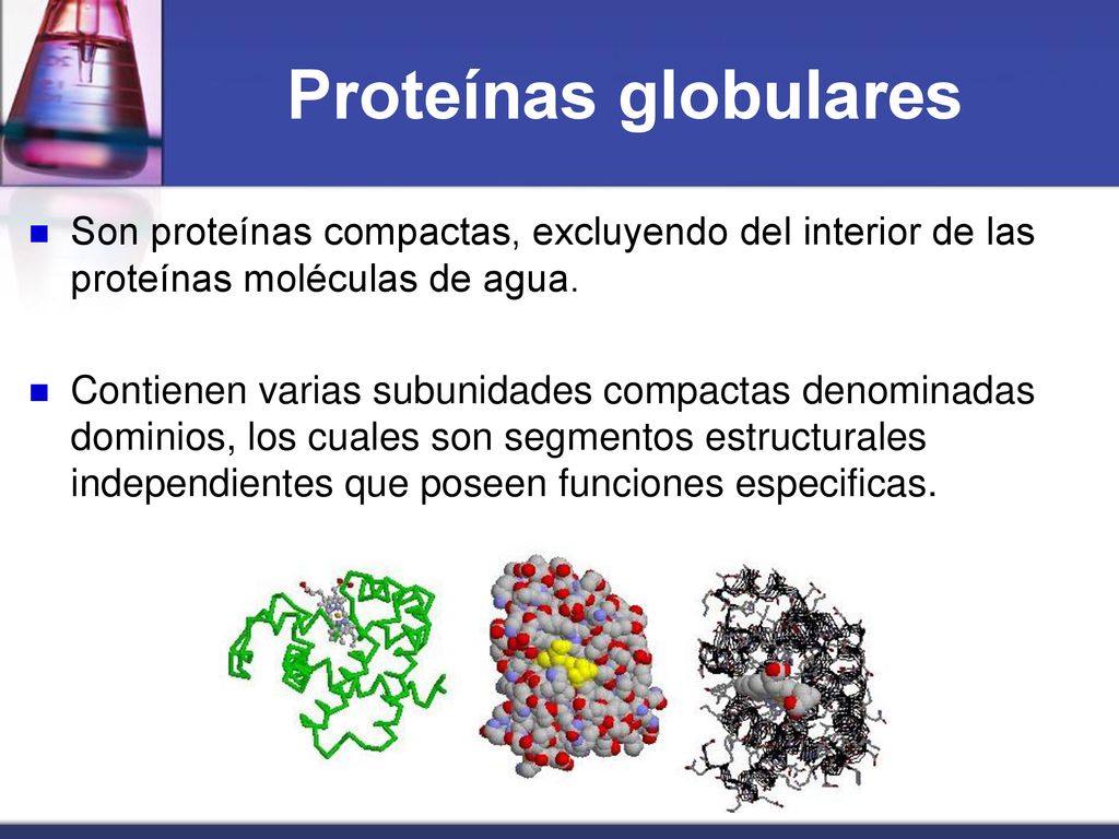 Proteínas globulares Son proteínas compactas, excluyendo del interior de las proteínas moléculas de agua.