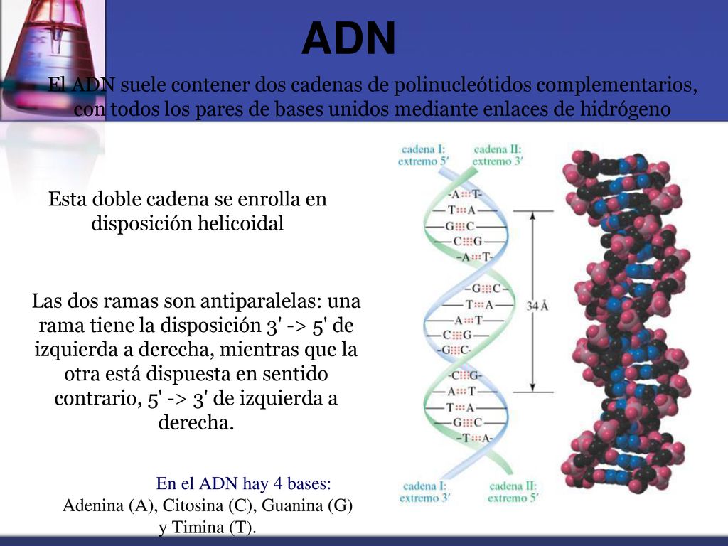 ADN El ADN suele contener dos cadenas de polinucleótidos complementarios, con todos los pares de bases unidos mediante enlaces de hidrógeno.