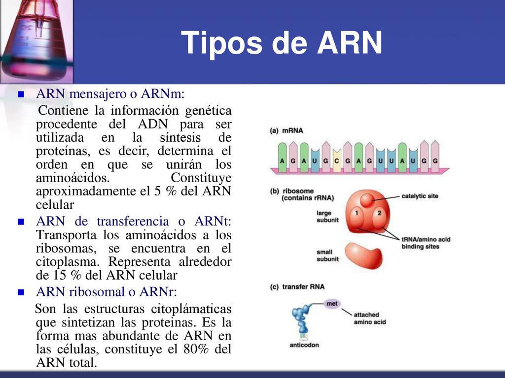 Tipos de ARN ARN mensajero o ARNm: