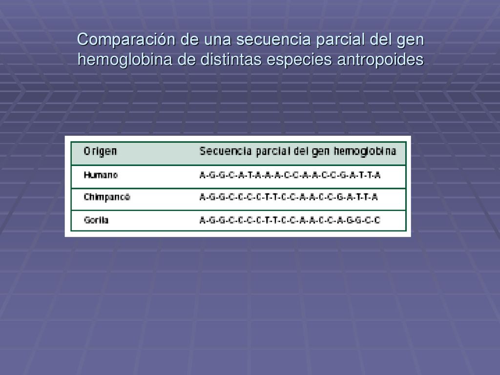 Comparación de una secuencia parcial del gen hemoglobina de distintas especies antropoides