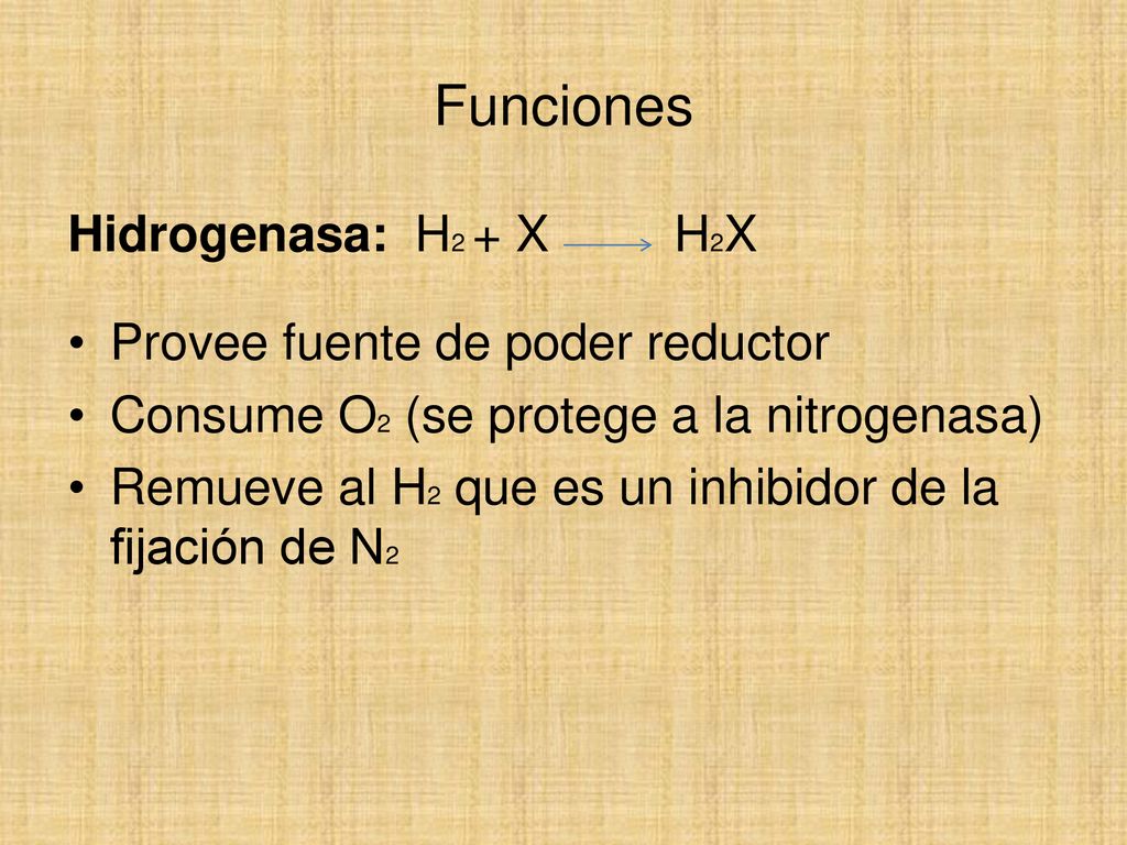 Funciones Hidrogenasa: H2 + X H2X Provee fuente de poder reductor