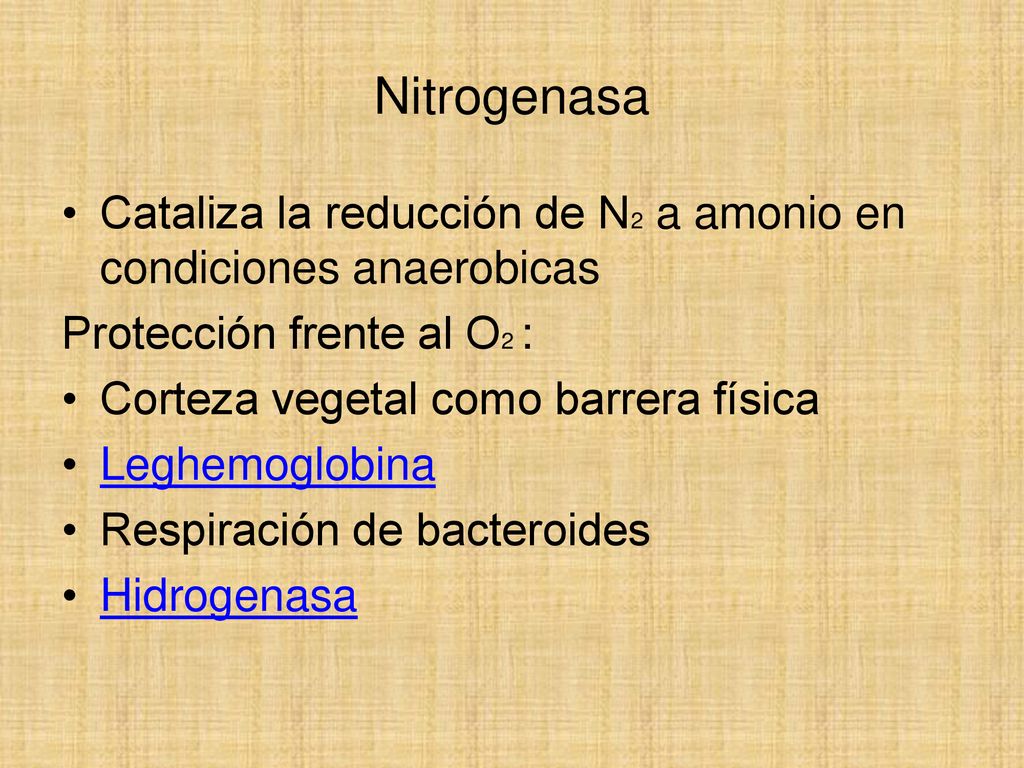 Nitrogenasa Cataliza la reducción de N2 a amonio en condiciones anaerobicas. Protección frente al O2 :