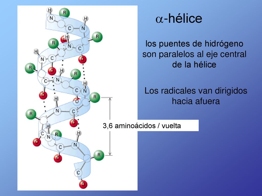 -hélice los puentes de hidrógeno son paralelos al eje central