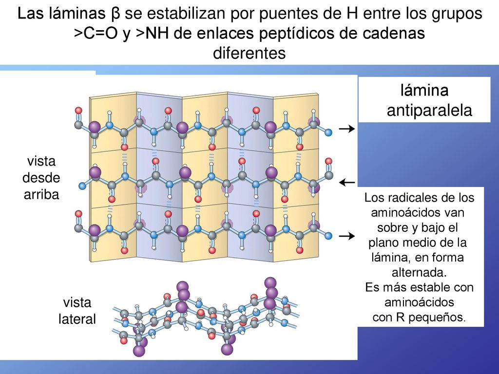 Las láminas β se estabilizan por puentes de H entre los grupos >C=O y >NH de enlaces peptídicos de cadenas