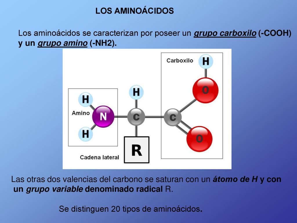 LOS AMINOÁCIDOS Los aminoácidos se caracterizan por poseer un grupo carboxilo (-COOH) y un grupo amino (-NH2).