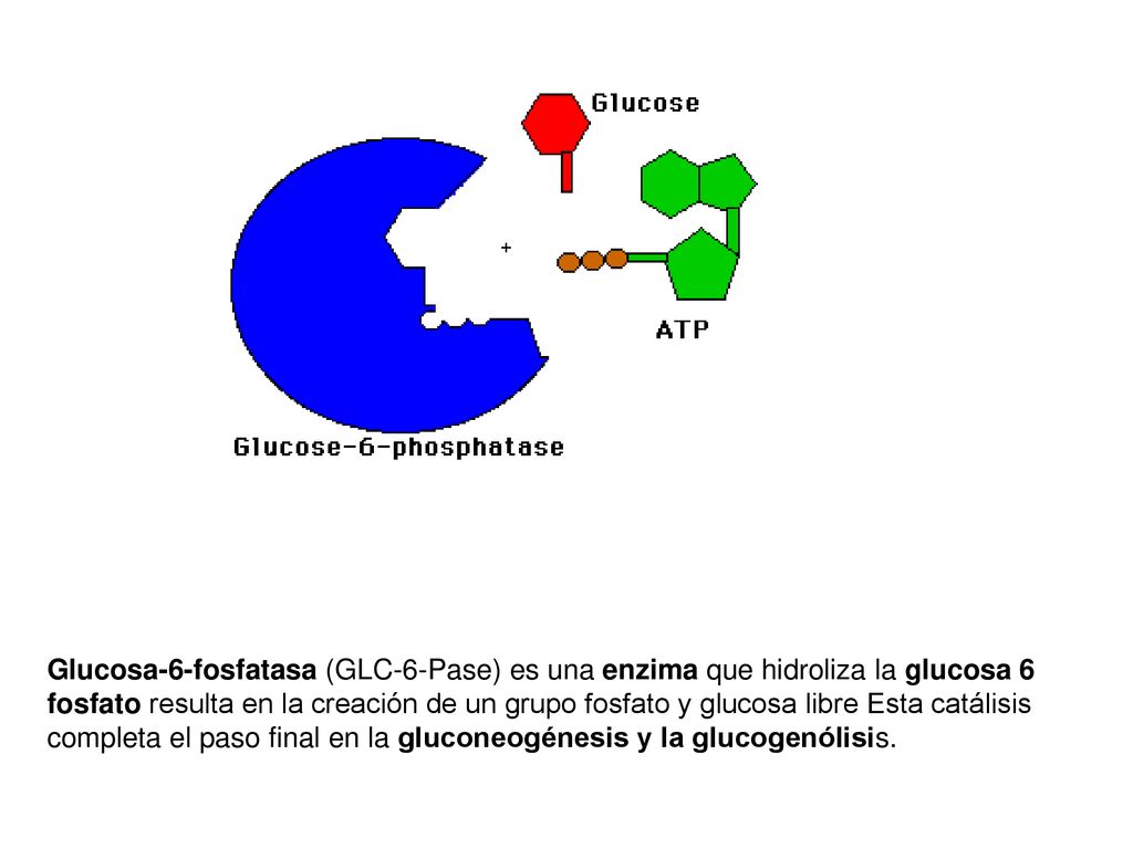 Glucosa-6-fosfatasa (GLC-6-Pase) es una enzima que hidroliza la glucosa 6 fosfato resulta en la creación de un grupo fosfato y glucosa libre Esta catálisis completa el paso final en la gluconeogénesis y la glucogenólisis.