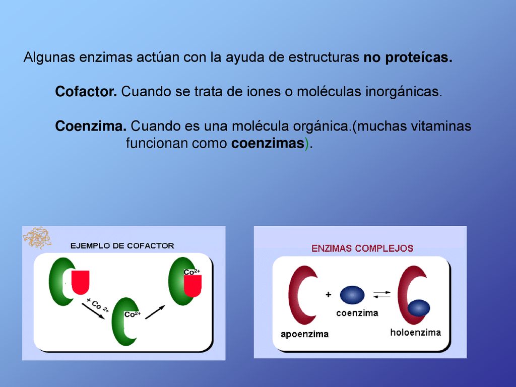 Algunas enzimas actúan con la ayuda de estructuras no proteícas.