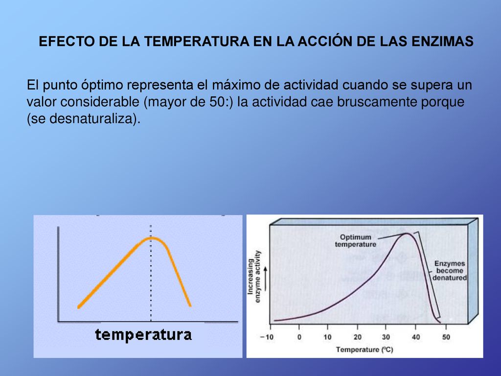 EFECTO DE LA TEMPERATURA EN LA ACCIÓN DE LAS ENZIMAS