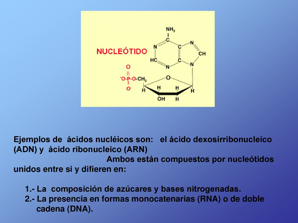 Ejemplos de ácidos nucléicos son: el ácido dexosirribonucleico (ADN) y ácido ribonucleico (ARN)