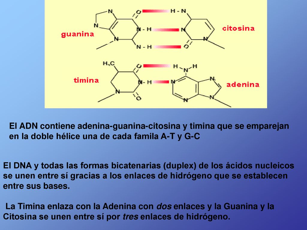 El ADN contiene adenina-guanina-citosina y timina que se emparejan en la doble hélice una de cada famila A-T y G-C