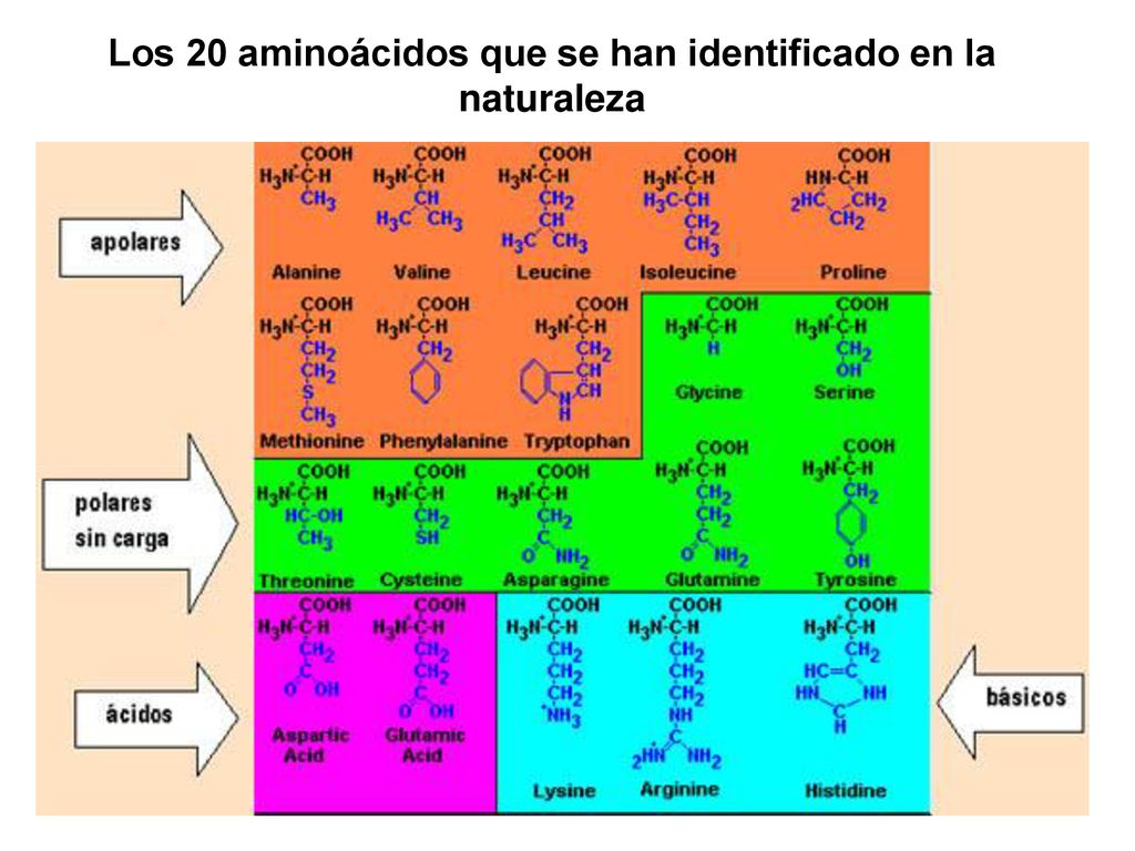 Los 20 aminoácidos que se han identificado en la naturaleza