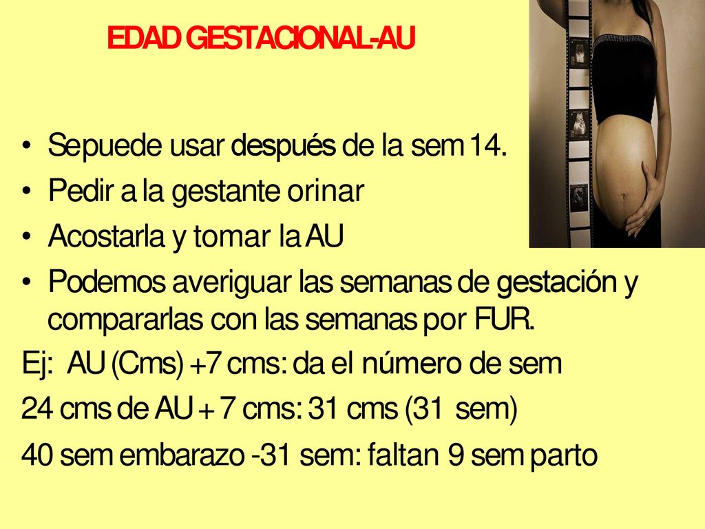 EDAD GESTACIONAL-AU Se puede usar después de la sem 14. Pedir a la gestante orinar. Acostarla y tomar la AU.