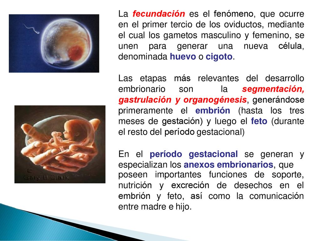 La fecundación es el fenómeno, que ocurre en el primer tercio de los oviductos, mediante el cual los gametos masculino y femenino, se unen para generar una nueva célula, denominada huevo o cigoto.