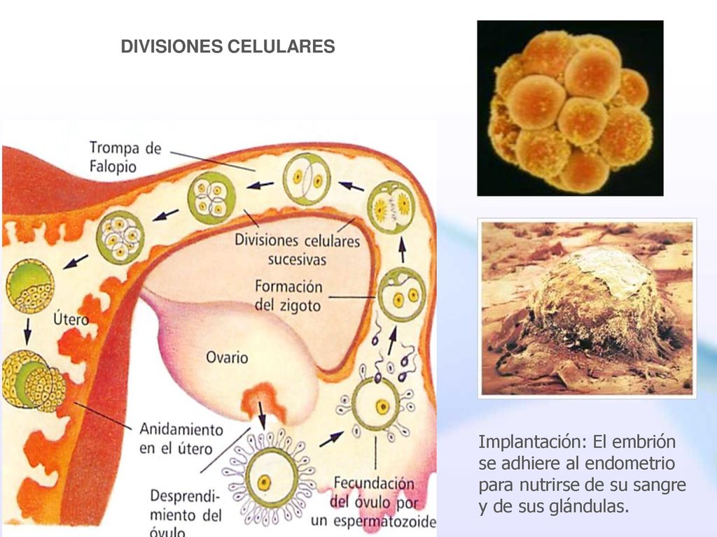 DIVISIONES CELULARES Implantación: El embrión se adhiere al endometrio para nutrirse de su sangre y de sus glándulas.
