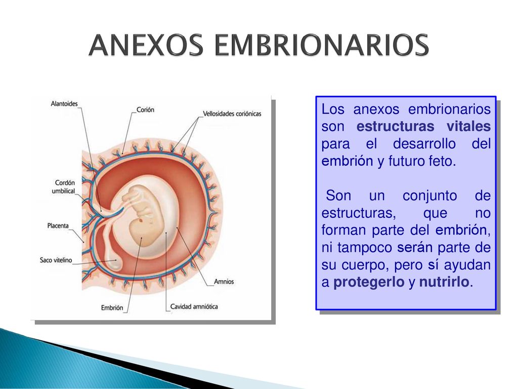 Los anexos embrionarios son estructuras vitales para el desarrollo del embrión y futuro feto.
