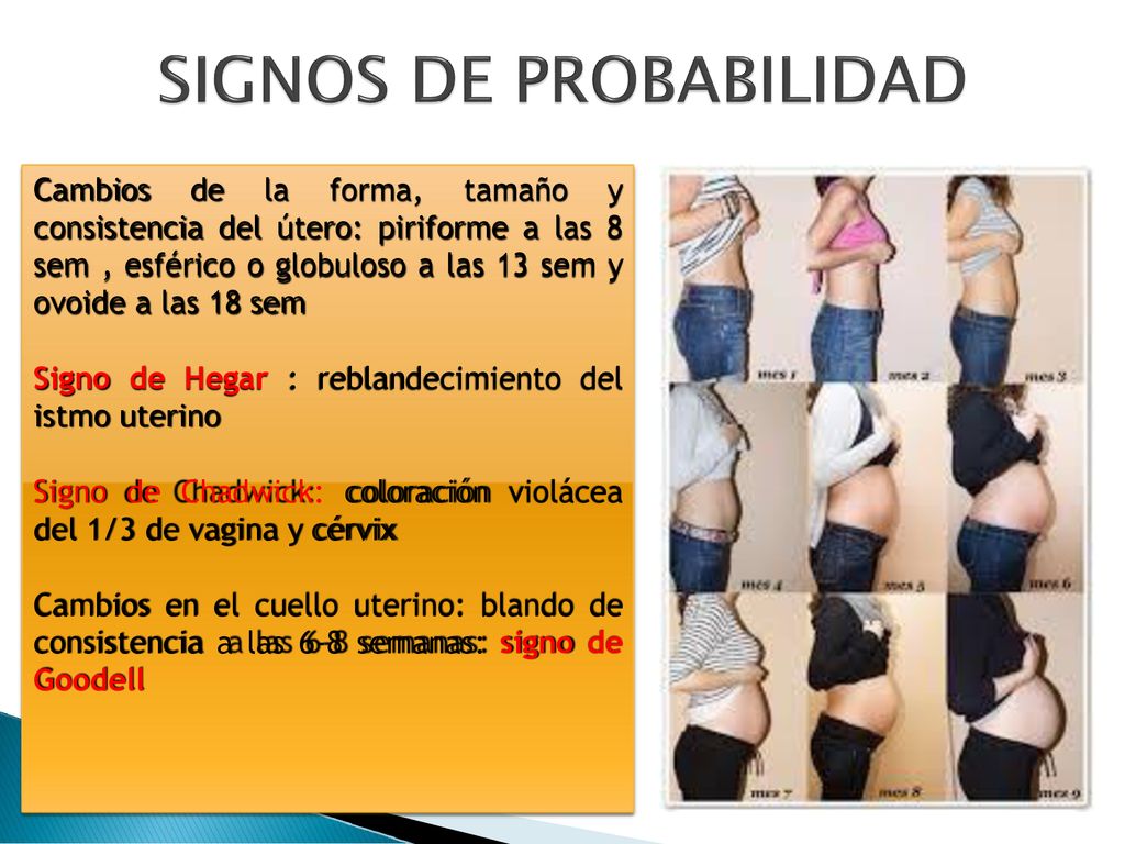 Cambios de la forma, tamaño y consistencia del útero: piriforme a las 8 sem , esférico o globuloso a las 13 sem y ovoide a las 18 sem