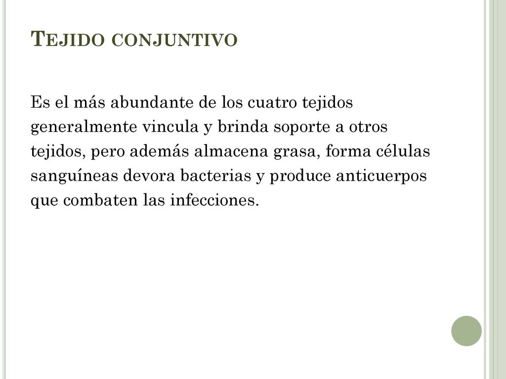 Tejido conjuntivo Es el más abundante de los cuatro tejidos