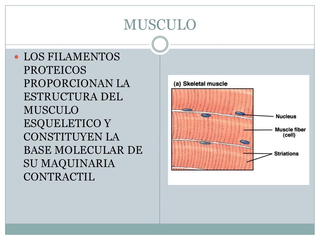 MUSCULO LOS FILAMENTOS PROTEICOS PROPORCIONAN LA ESTRUCTURA DEL MUSCULO ESQUELETICO Y CONSTITUYEN LA BASE MOLECULAR DE SU MAQUINARIA CONTRACTIL.