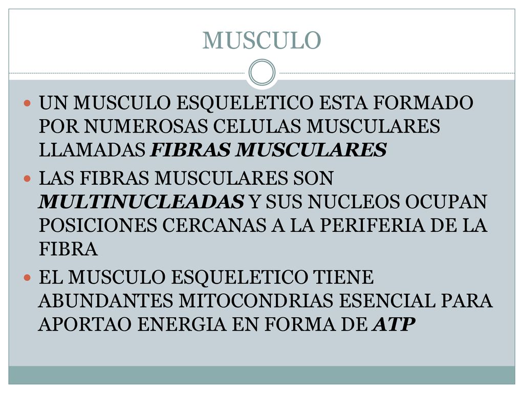 MUSCULO UN MUSCULO ESQUELETICO ESTA FORMADO POR NUMEROSAS CELULAS MUSCULARES LLAMADAS FIBRAS MUSCULARES.