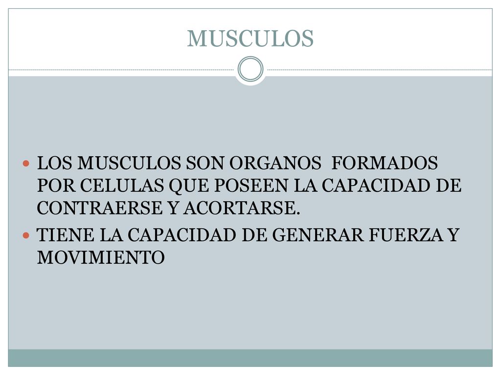 MUSCULOS LOS MUSCULOS SON ORGANOS FORMADOS POR CELULAS QUE POSEEN LA CAPACIDAD DE CONTRAERSE Y ACORTARSE.