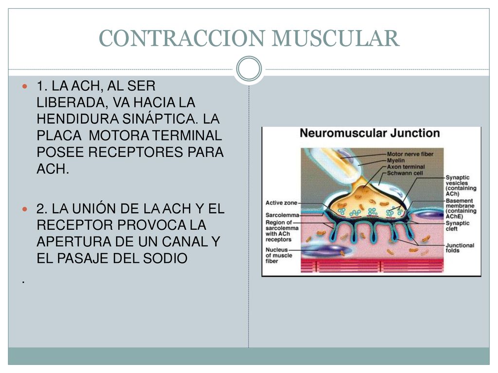 CONTRACCION MUSCULAR 1. LA ACH, AL SER LIBERADA, VA HACIA LA HENDIDURA SINÁPTICA. LA PLACA MOTORA TERMINAL POSEE RECEPTORES PARA ACH.