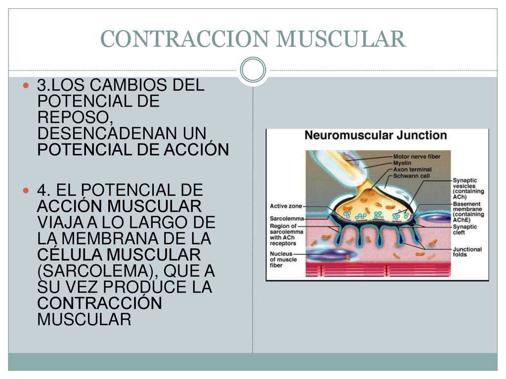 CONTRACCION MUSCULAR 3.LOS CAMBIOS DEL POTENCIAL DE REPOSO, DESENCADENAN UN POTENCIAL DE ACCIÓN.