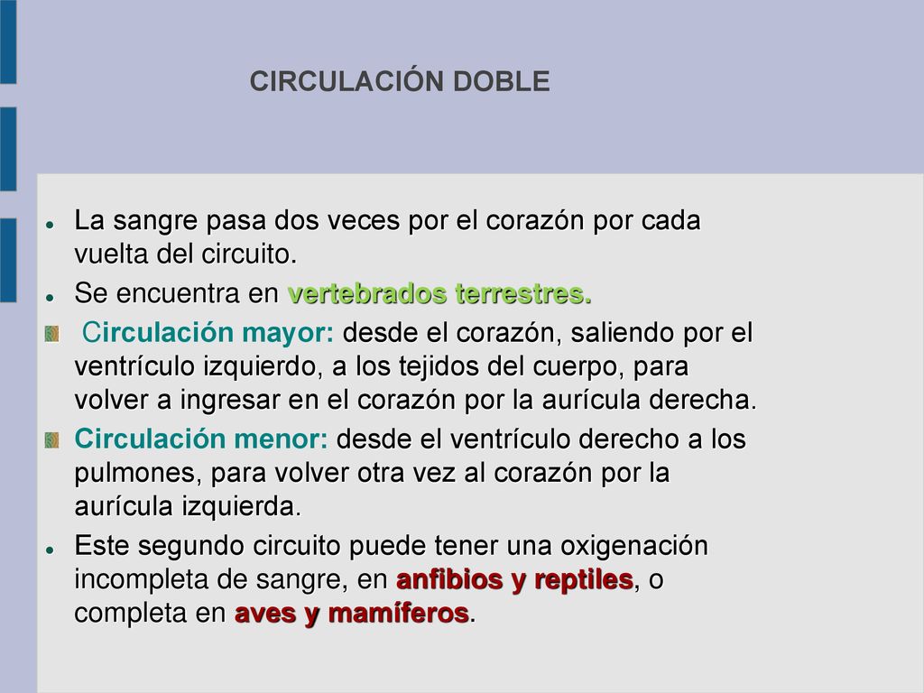 La sangre pasa dos veces por el corazón por cada vuelta del circuito.