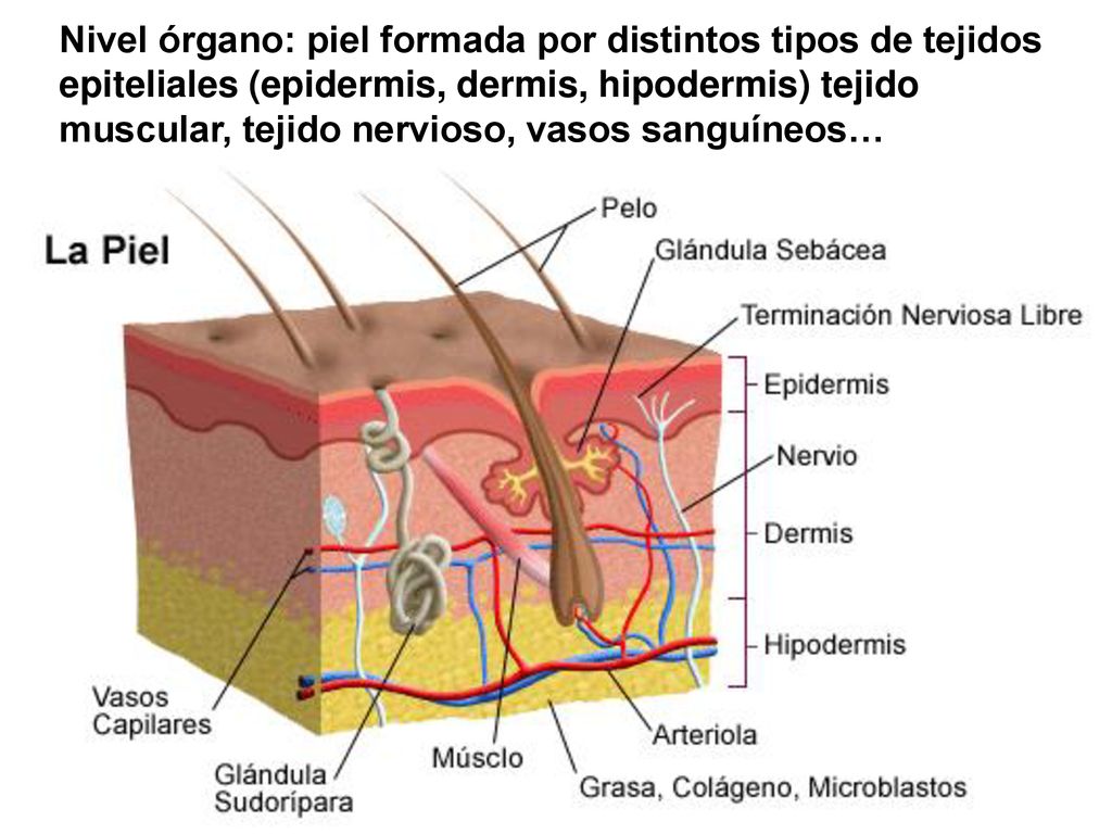 Nivel órgano: piel formada por distintos tipos de tejidos epiteliales (epidermis, dermis, hipodermis) tejido muscular, tejido nervioso, vasos sanguíneos…