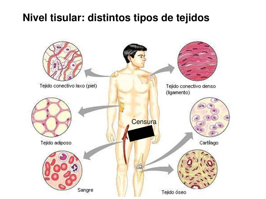 Nivel tisular: distintos tipos de tejidos