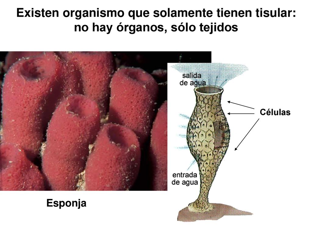 Existen organismo que solamente tienen tisular: no hay órganos, sólo tejidos
