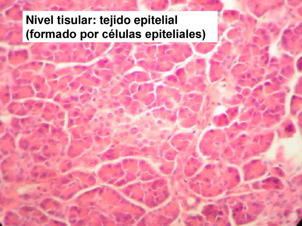 Nivel tisular: tejido epitelial (formado por células epiteliales)