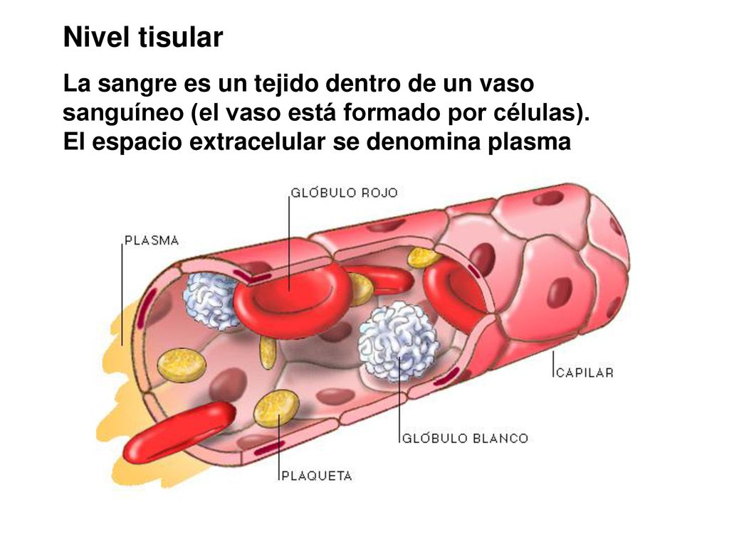 Nivel tisular La sangre es un tejido dentro de un vaso sanguíneo (el vaso está formado por células).