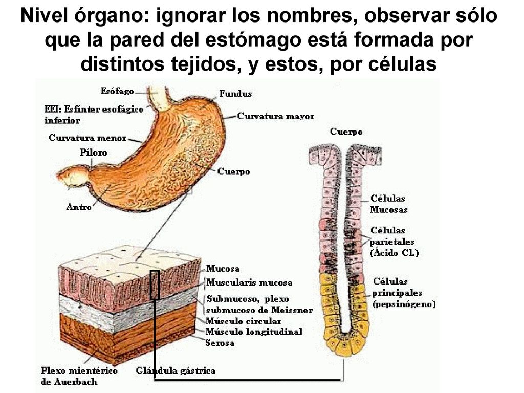 Nivel órgano: ignorar los nombres, observar sólo que la pared del estómago está formada por distintos tejidos, y estos, por células
