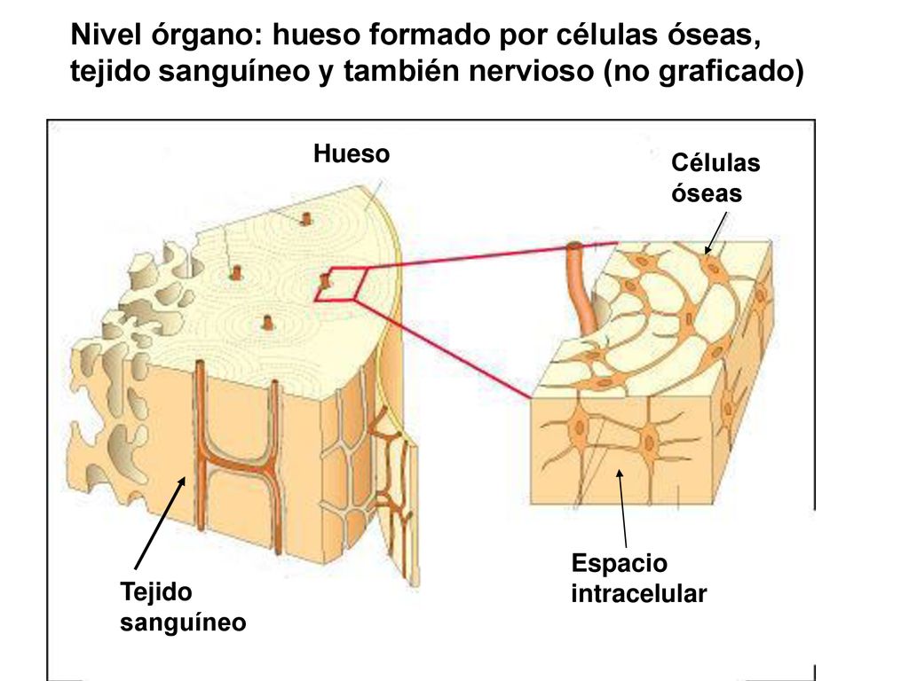 Nivel órgano: hueso formado por células óseas, tejido sanguíneo y también nervioso (no graficado)