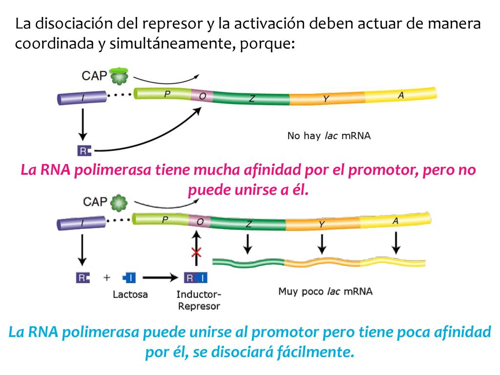 La disociación del represor y la activación deben actuar de manera coordinada y simultáneamente, porque:
