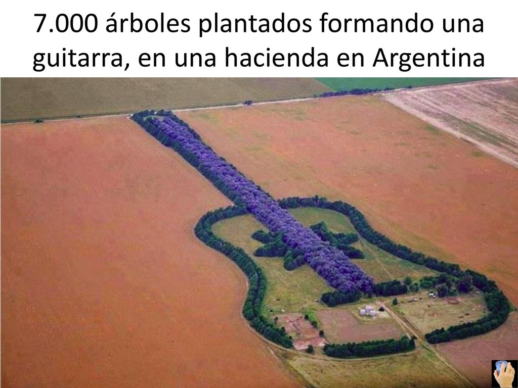 7.000 árboles plantados formando una guitarra, en una hacienda en Argentina