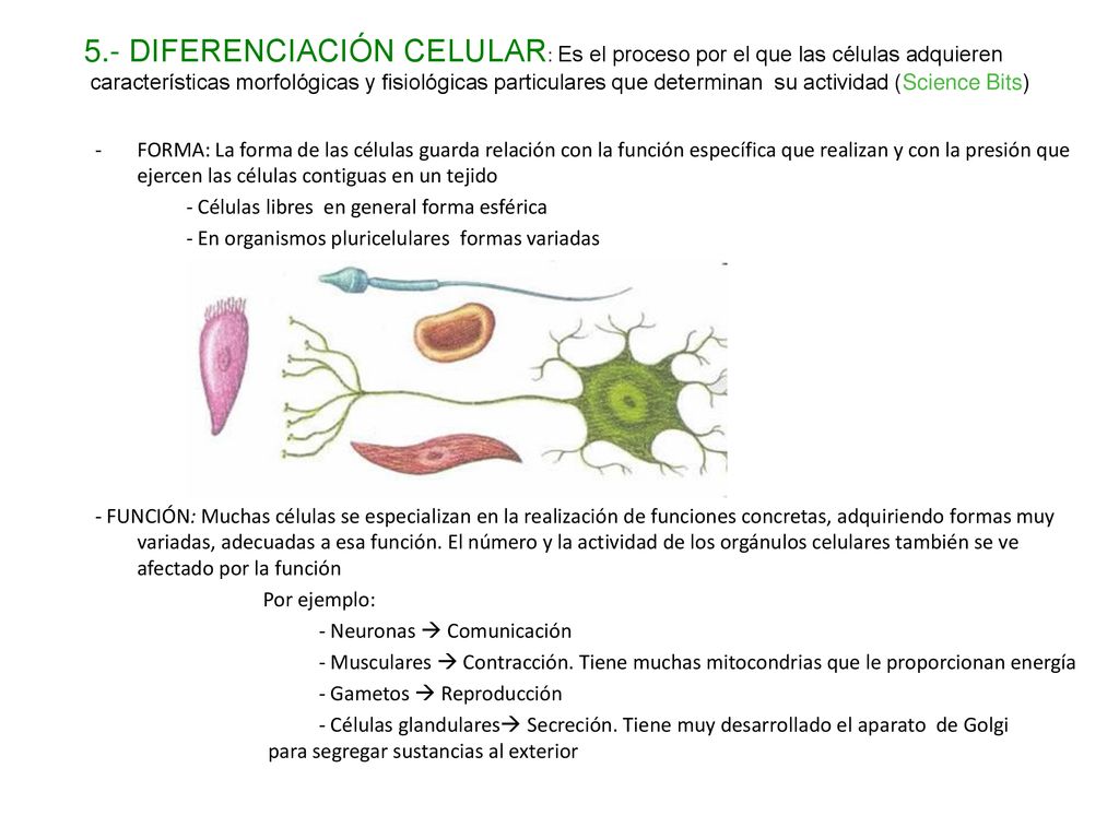 5.- DIFERENCIACIÓN CELULAR: Es el proceso por el que las células adquieren